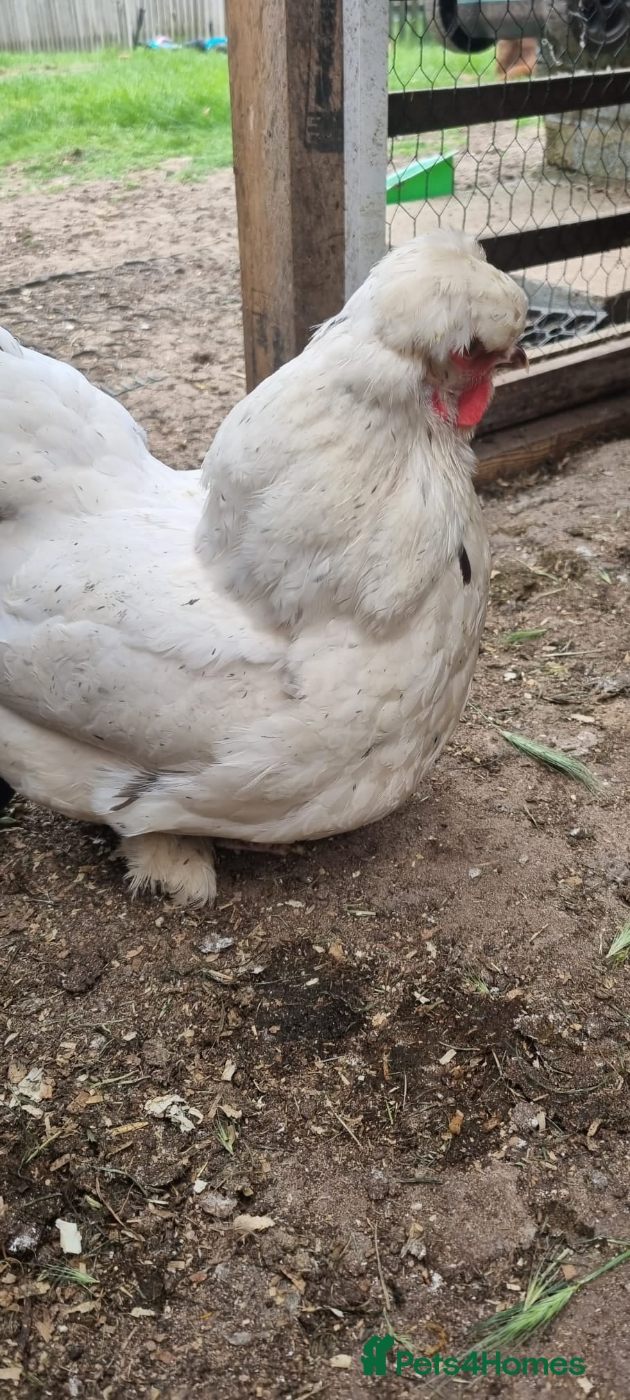 Chickens poultry for sale: 🐔  Mixed-Breed Hens - Advert 3