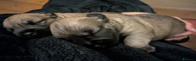 Glen of Imaal Terrier 1