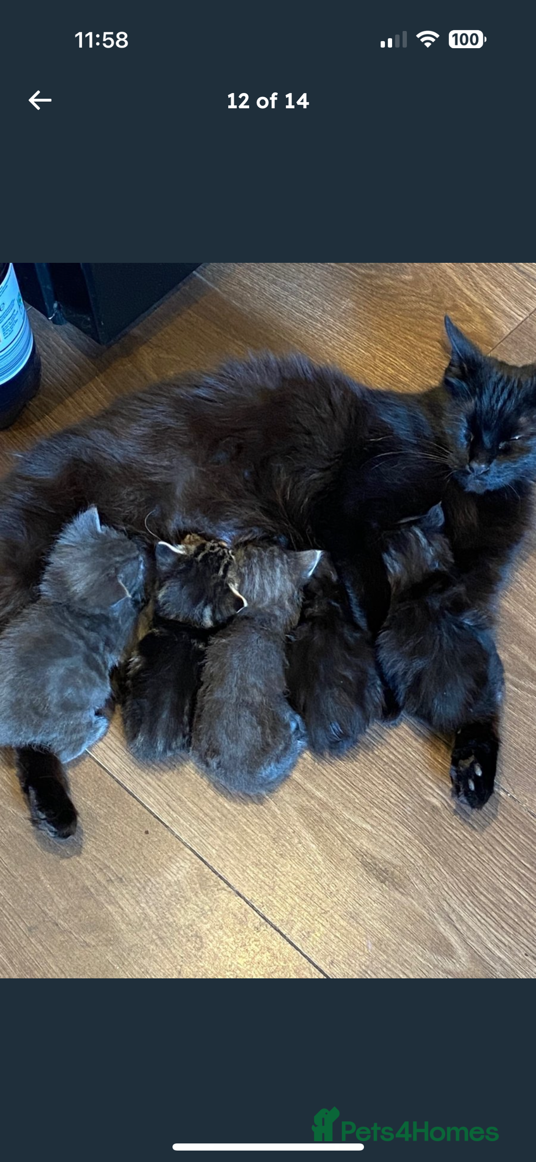 Maine Coon cats for sale: 1 Black Female Main Coon Cross Kitten  - Image 9