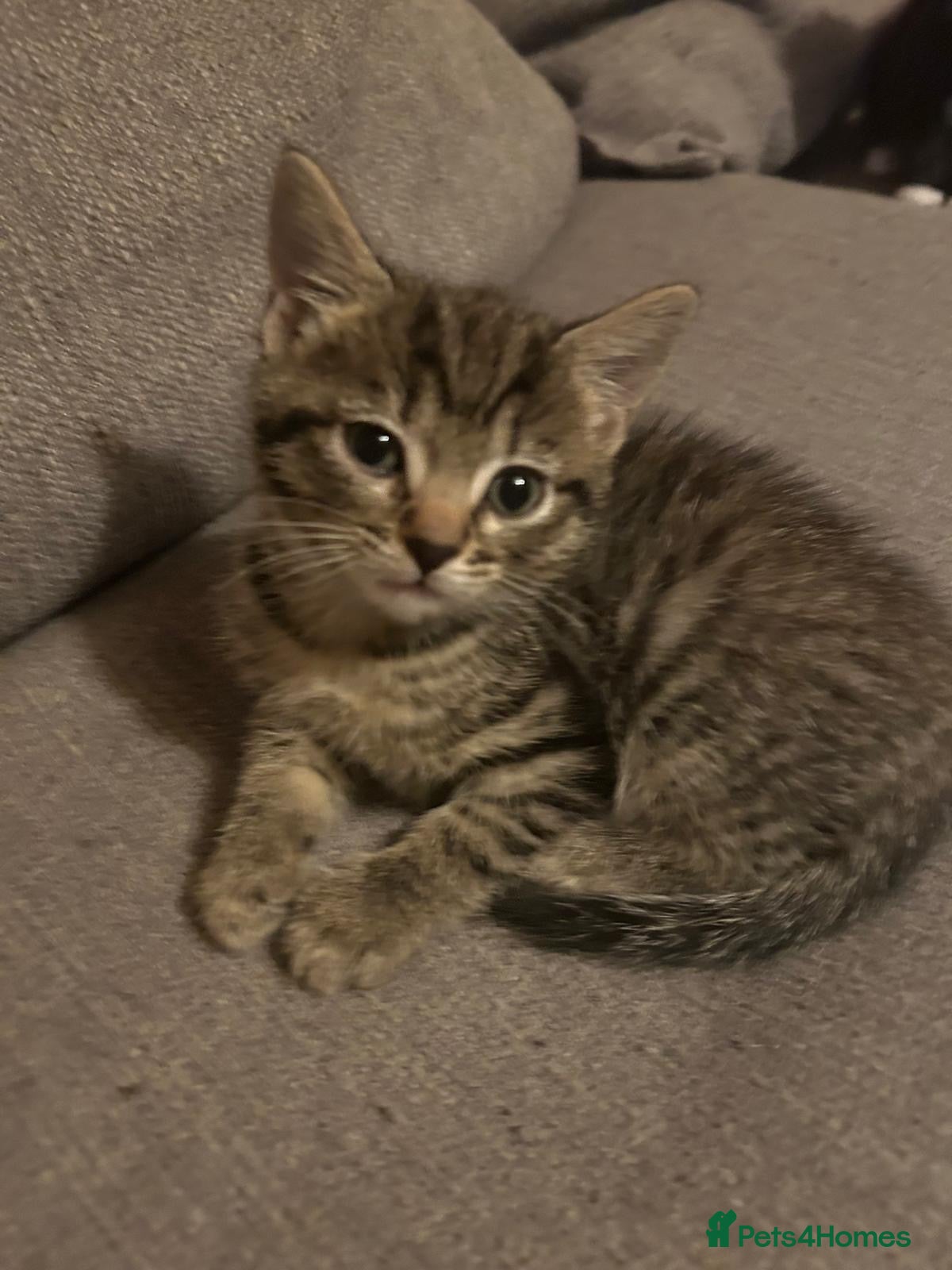 Mixed Breed cats Beautiful tabby half bengal kittens  - Advert 6