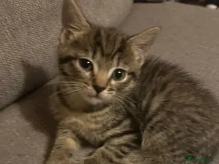 Mixed Breed cats Beautiful tabby half bengal kittens - Advert 1