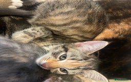 Domestic Shorthair cats for sale: 5 beautiful kittens  - Image 17