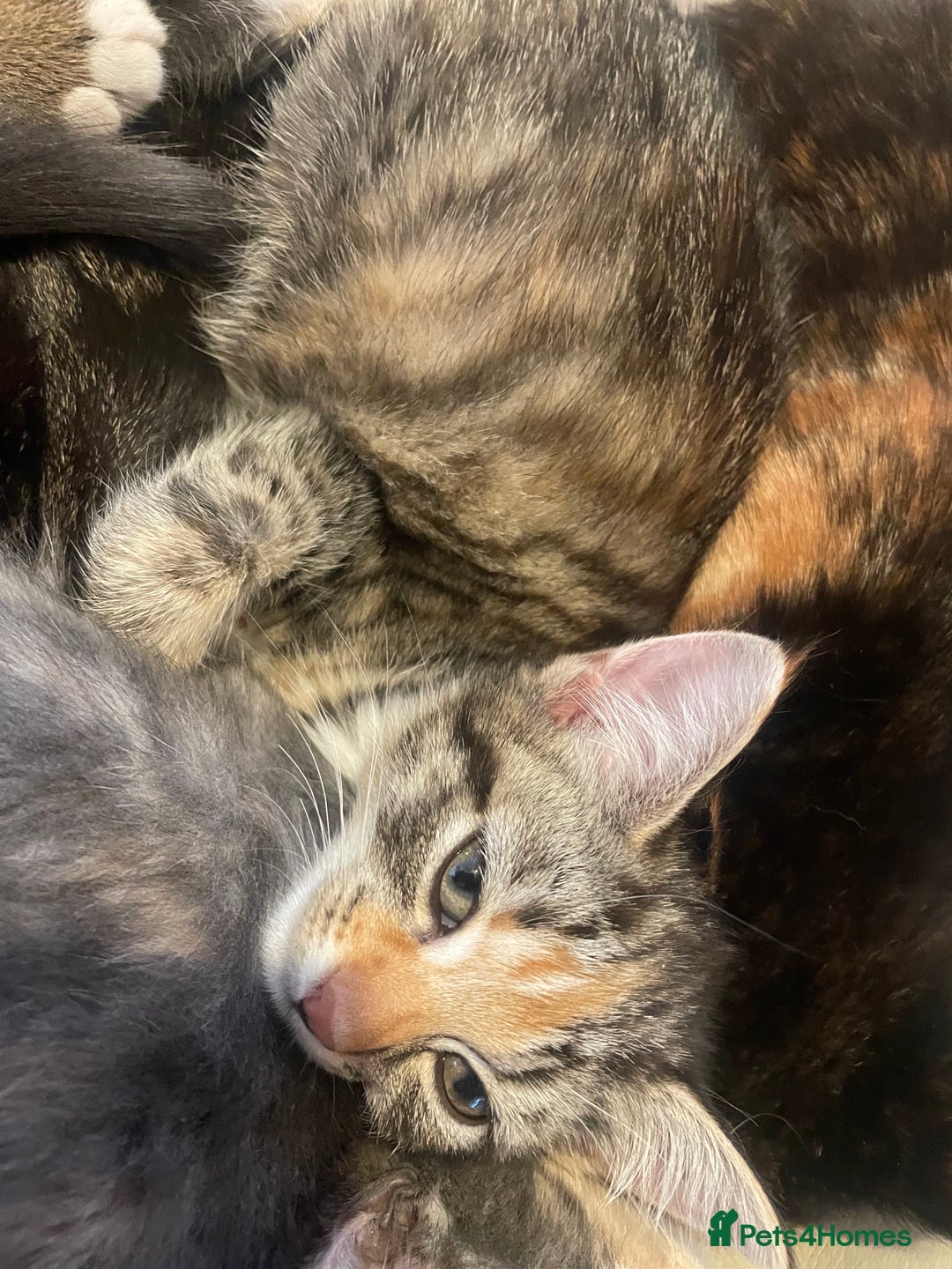 Domestic Shorthair cats for sale: 5 beautiful kittens  - Image 17