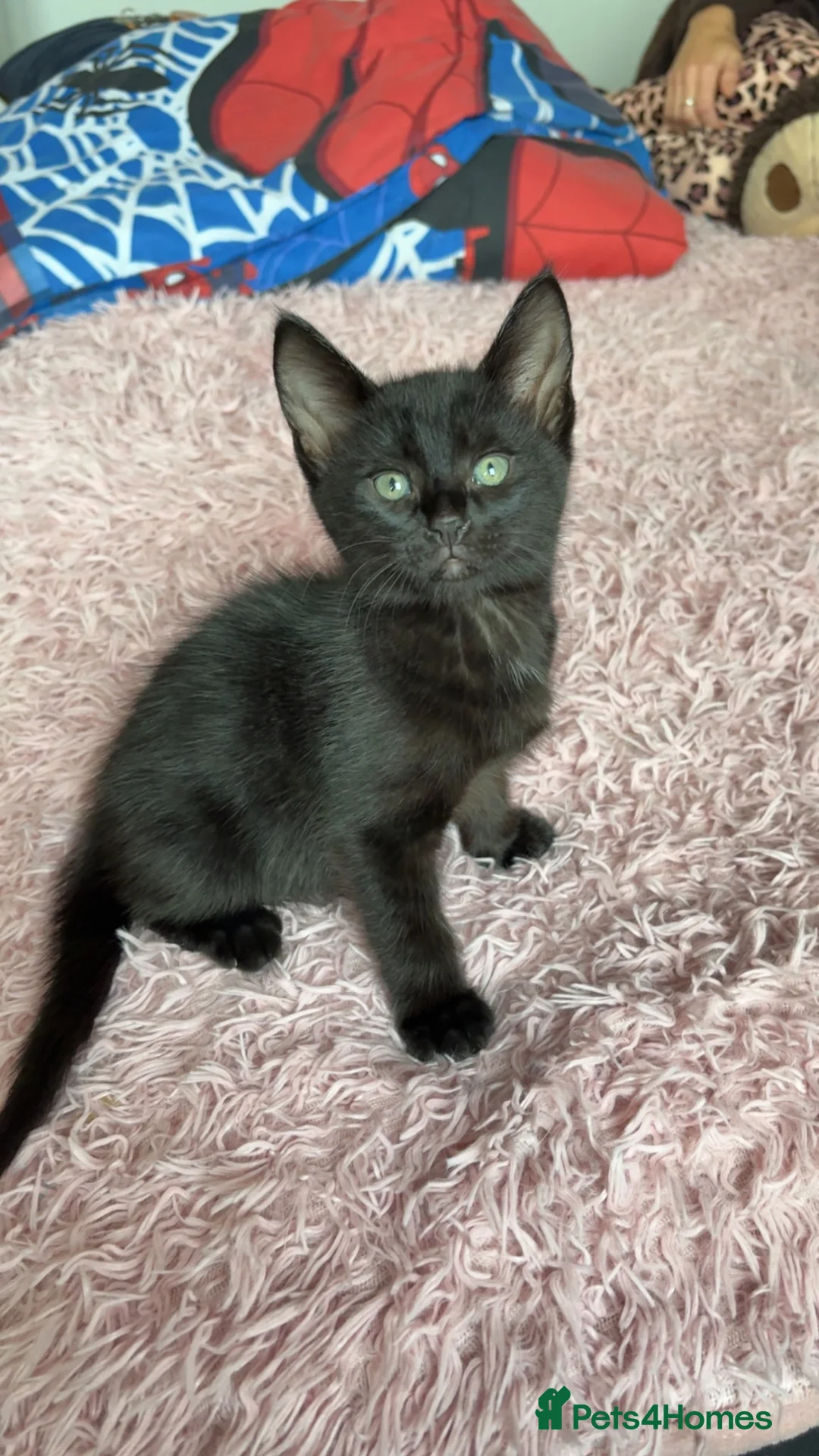 Mixed Breed cats for sale: 2 boy kittens in Clevedon - Advert 2