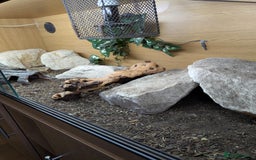 Lizard reptiles for sale: Banded Uromastyx (dispar flavifasciata) for sale  - Image 3