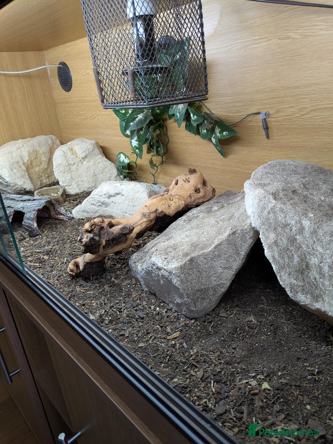 Lizard reptiles for sale: Banded Uromastyx (dispar flavifasciata) for sale  - Image 3
