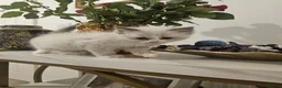 Ragdoll cats for sale: Cute ragdoll kitten  in Crawley - Advert 4