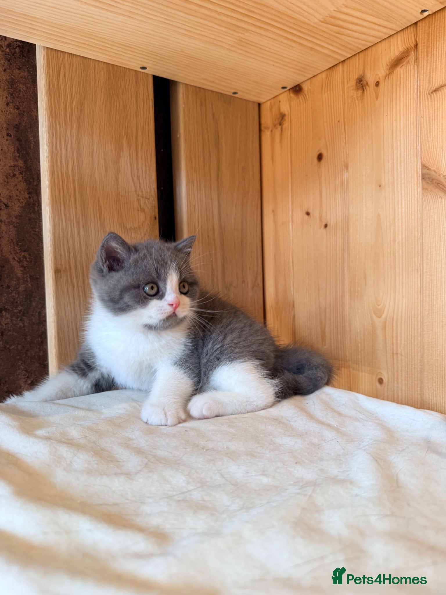 British Shorthair cats 3 British shorthair kittens - Advert 1