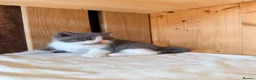 British Shorthair cats for sale: 3 British shorthair kittens - Advert 5