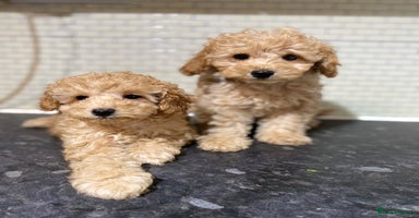 Toy Poodle dogs - Advert 2