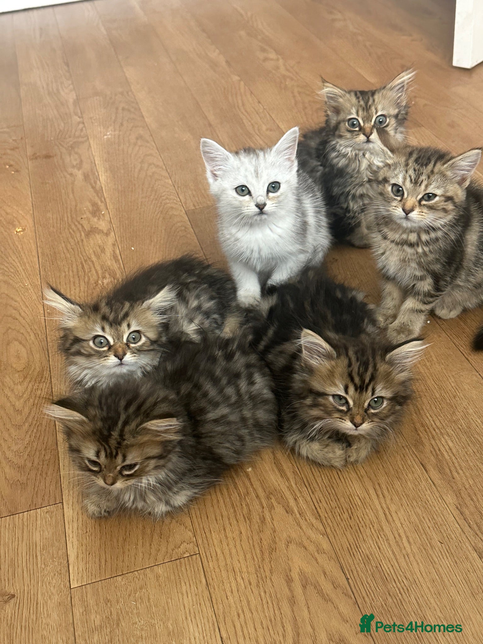 Persian cats Mixed breed Persian Kittens  - Advert 1