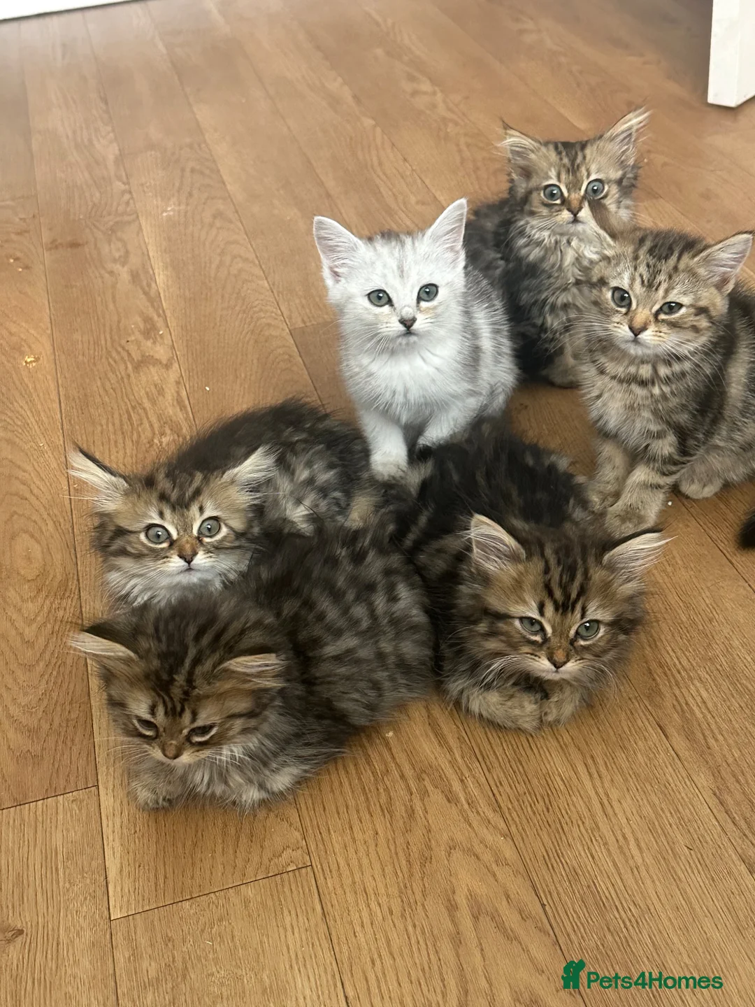 Persian cats for sale: Mixed breed Persian Kittens  - Advert 1
