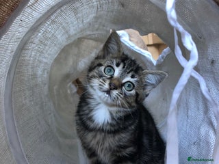 Mixed Breed cats - Advert 1