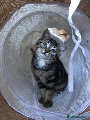 Mixed Breed cats - Advert 1