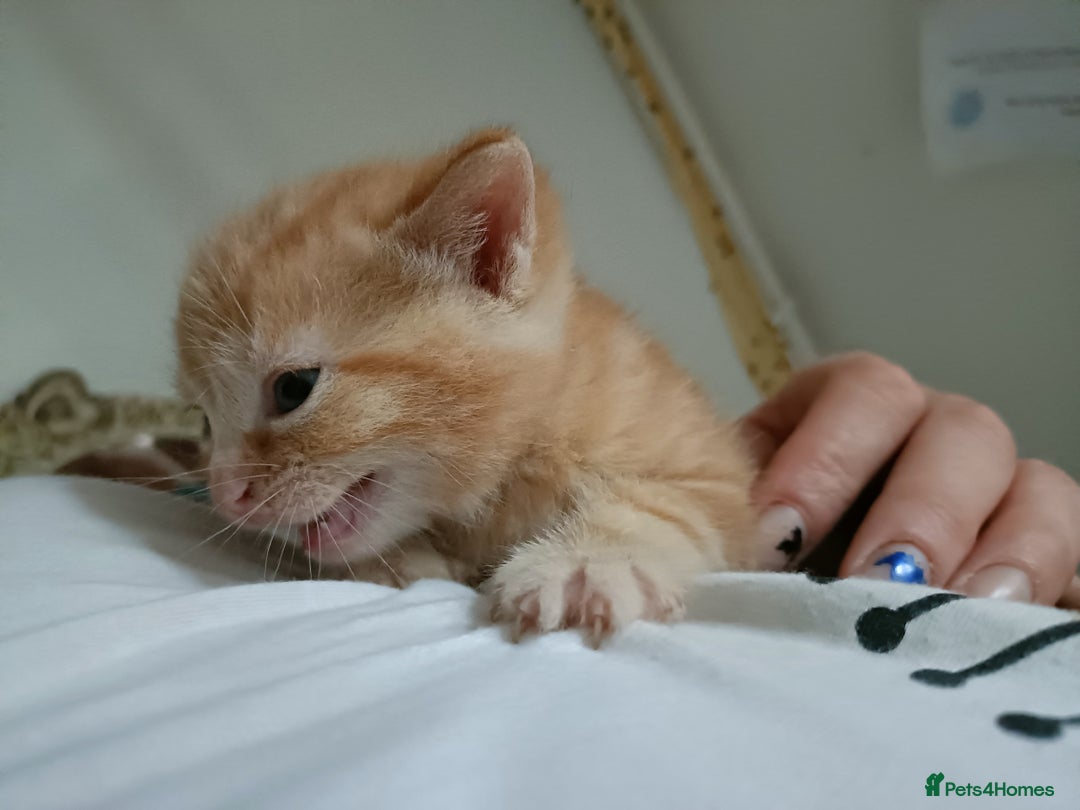 Mixed Breed cats for sale: Sweet kittens for sale - Image 22
