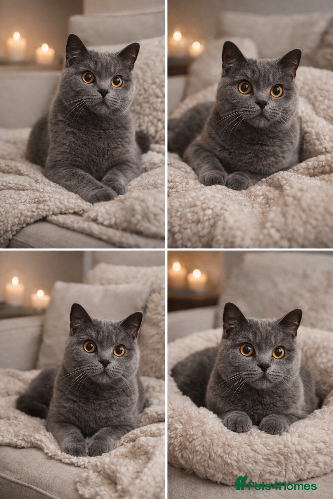 British Shorthair cats for sale: British Shorthair Kittens Looking for Loving Home - Advert 2