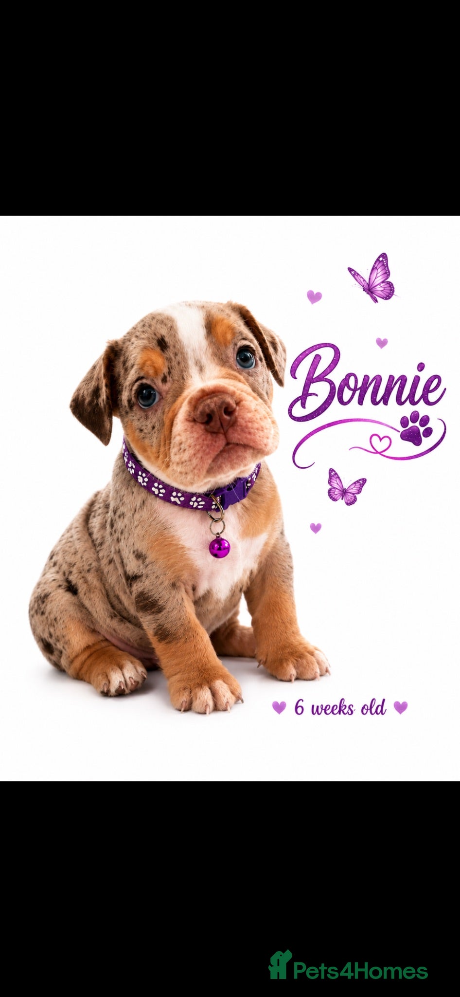 Dorset Olde Tyme Bulldogge dogs REDUCED⭐️olde English bulldog puppies ⭐️ - Advert 1