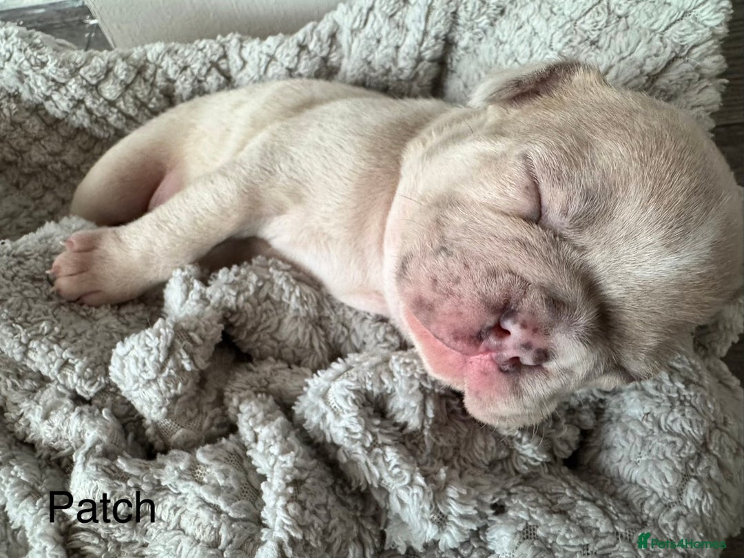 French Bulldog dogs for sale: 2 beautiful Frenchie puppies  - Advert 11