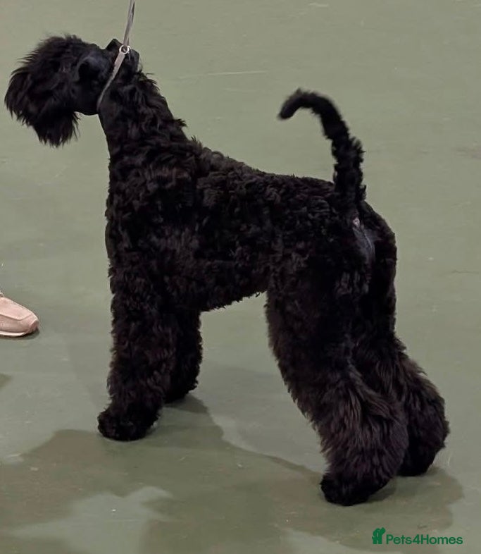 Kerry Blue Terrier dogs Older puppy looking for a family home  - Advert 2