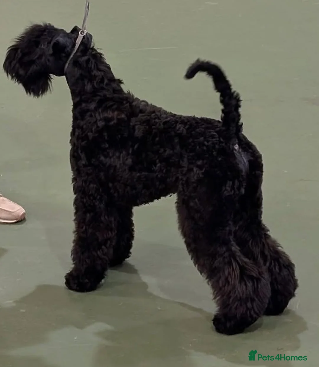 Kerry Blue Terrier dogs for sale: Older puppy looking for a family home  - Advert 1