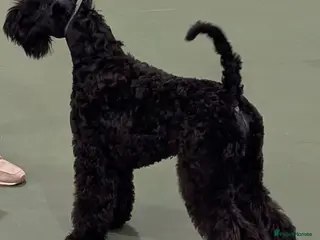 Kerry Blue Terrier dogs Older puppy looking for a family home - Advert 16