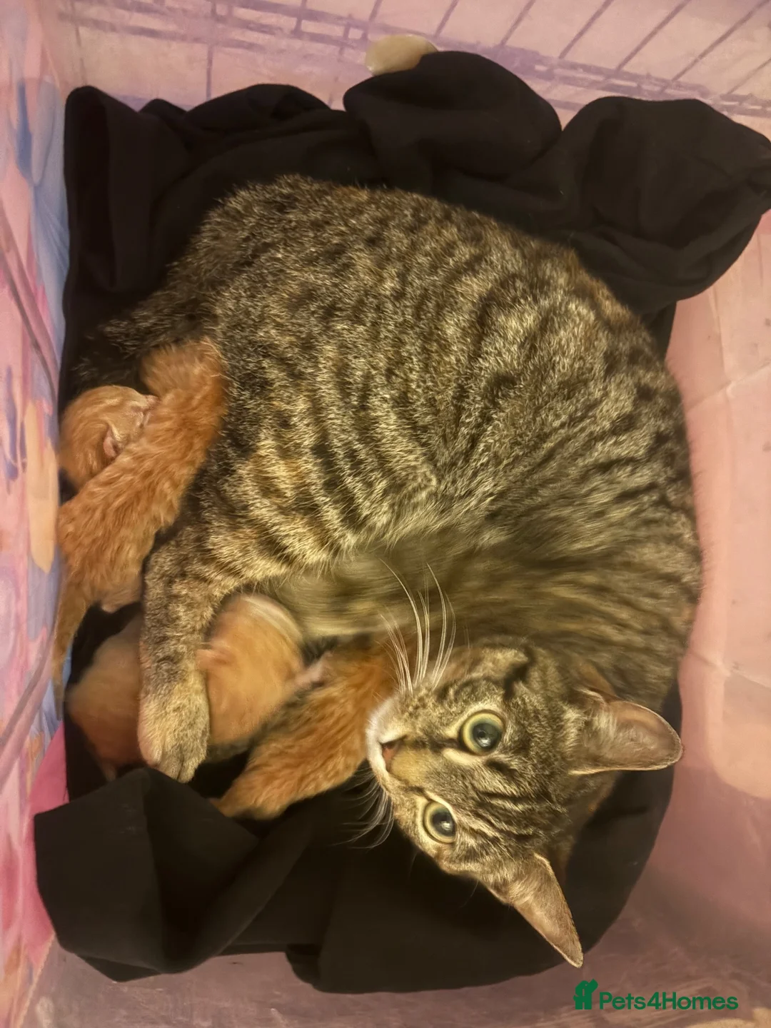 Mixed Breed cats for sale: beautiful babies ready for their forever home  - Advert 2