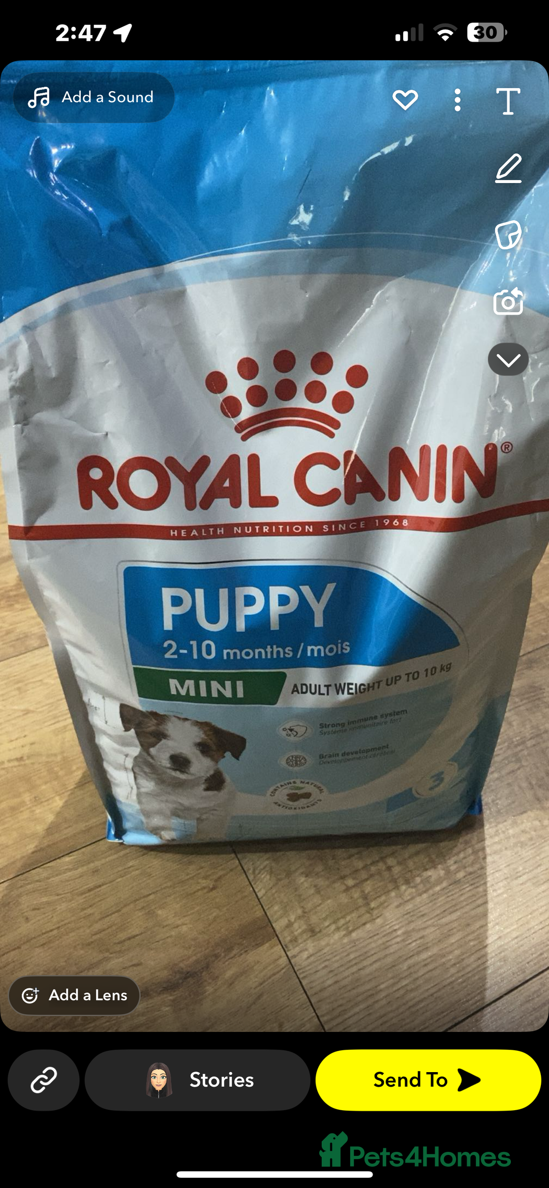 Toy Poodle dogs for sale: Toy poodle puppies.  - Advert 6