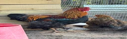 Chickens poultry for sale: Gold Partridge Brahma Chicks - Advert 8