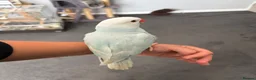 Parakeets birds for sale: Three 8 week old Indian ring neck parakeets  - Advert 7
