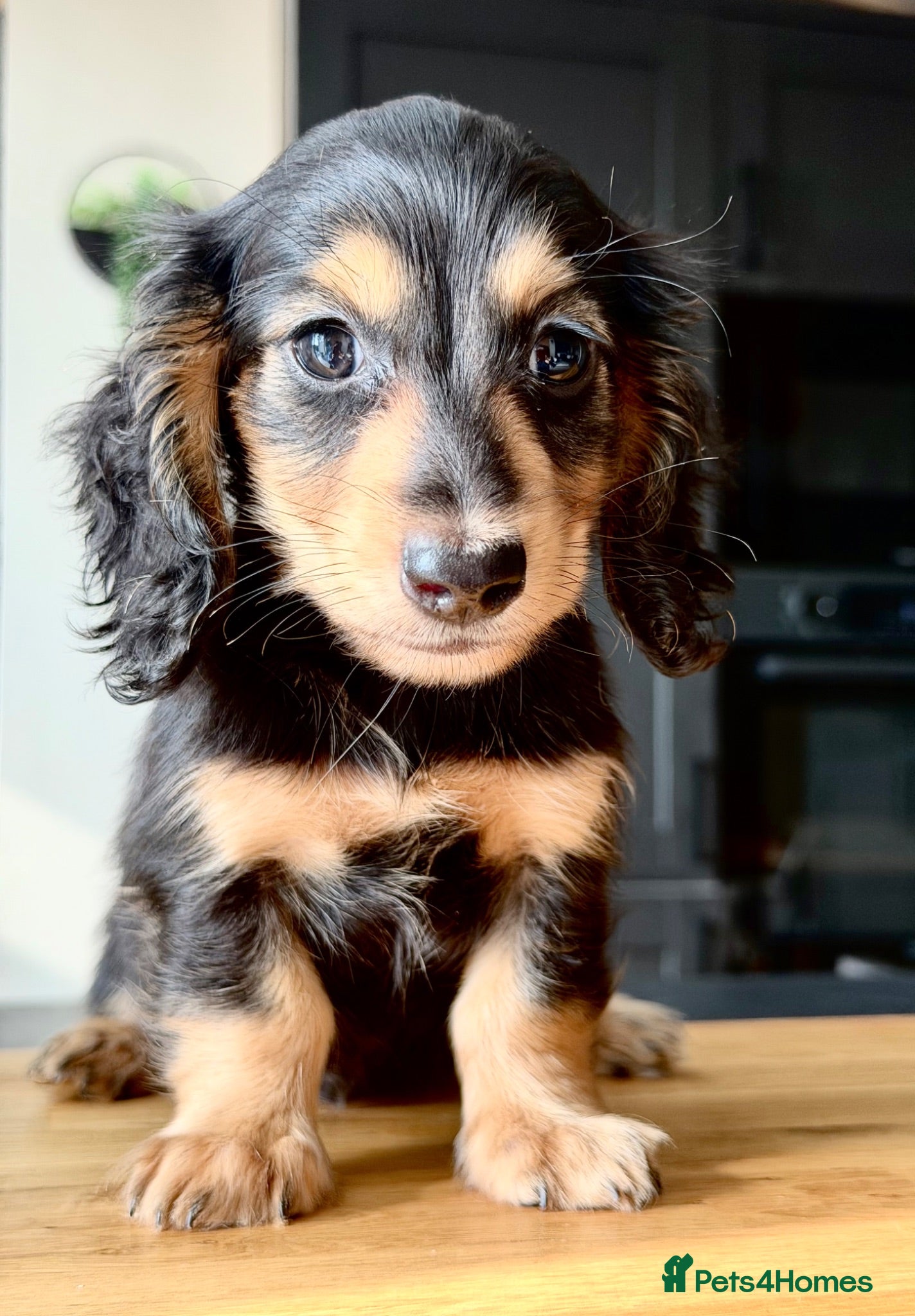 Miniature Dachshund dogs KC reg Kanninchen size long Coat Dachshund Puppies - Advert 1