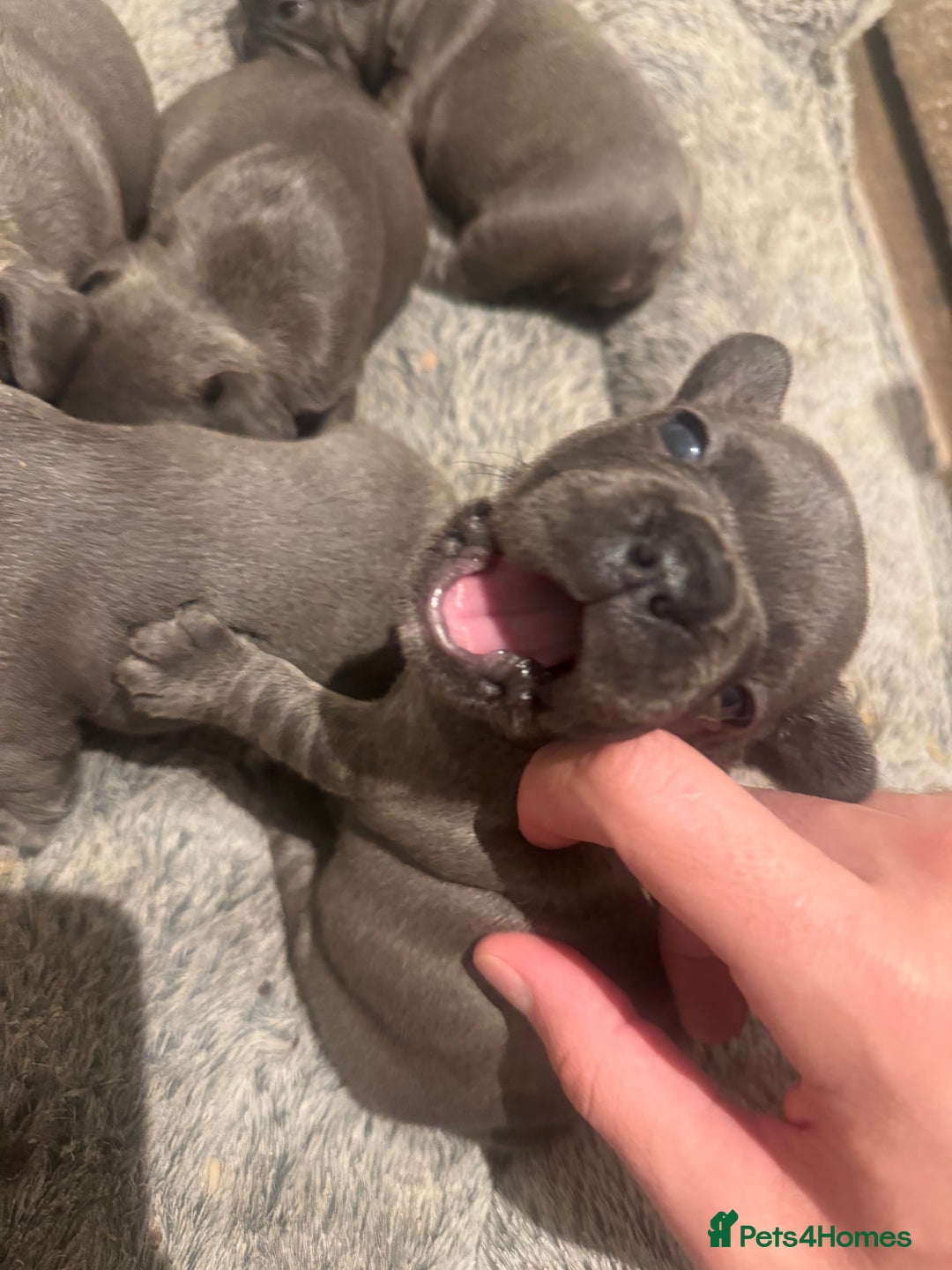 French Bulldog dogs for sale: French bulldog puppies, 4 girls and 3 boys - Image 7