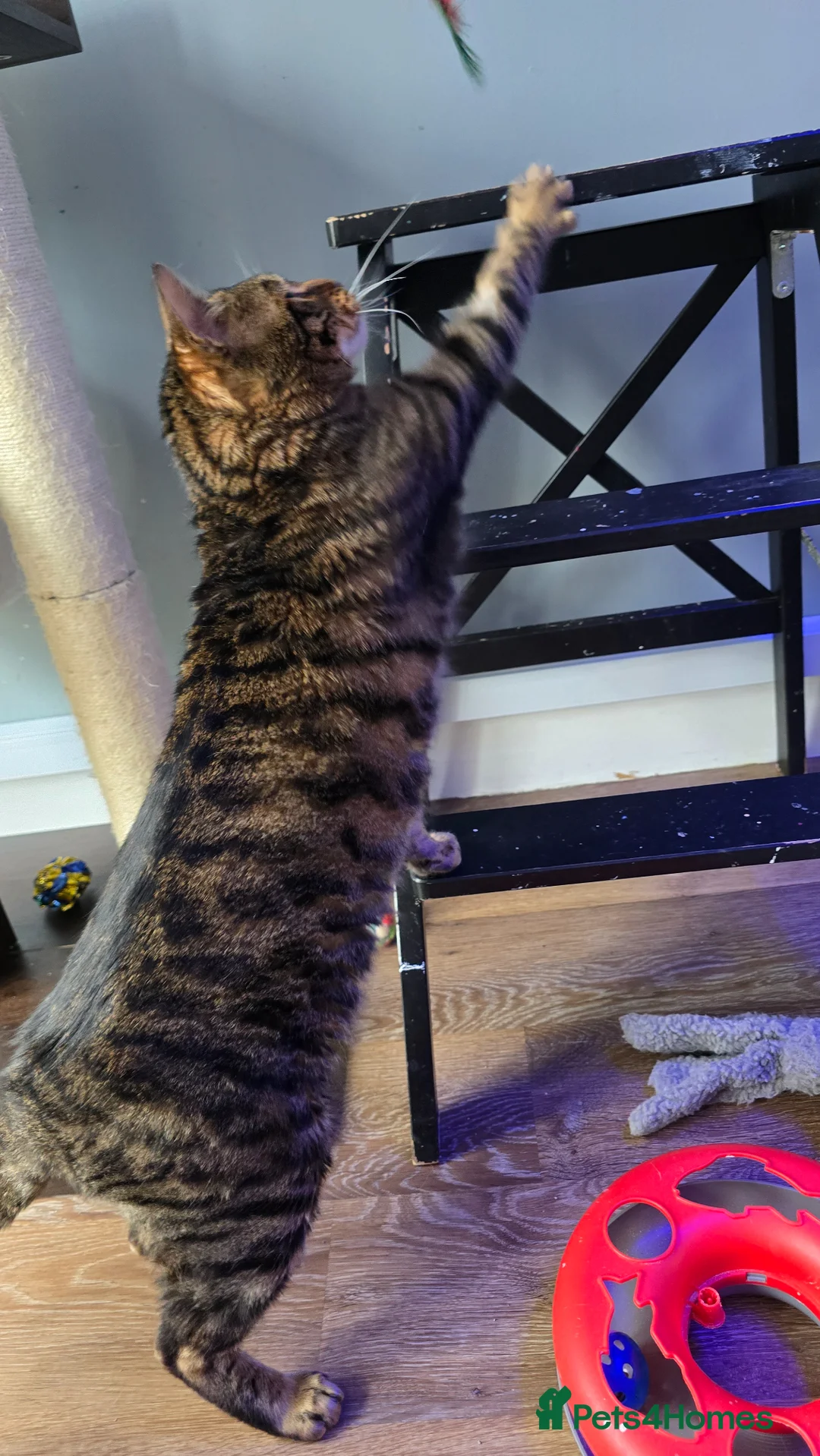 Toyger cats for sale: Female toyger, TICA registered - Advert 4