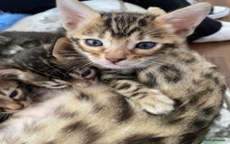 Bengal cats for sale: Silver and Brown Pedigree Bengal Kittens For Sale  - Image 8