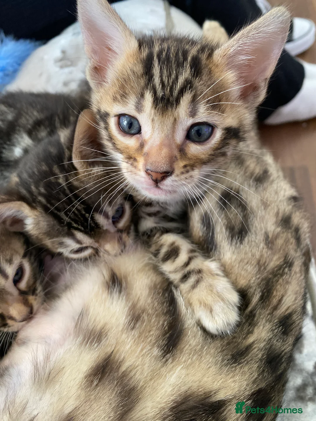 Bengal cats for sale: Silver and Brown Pedigree Bengal Kittens For Sale  - Advert 8