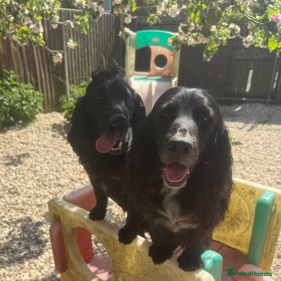 Cockapoo dogs for sale: Exceptional Cockapoo Boys: Ready Now  - Image 17