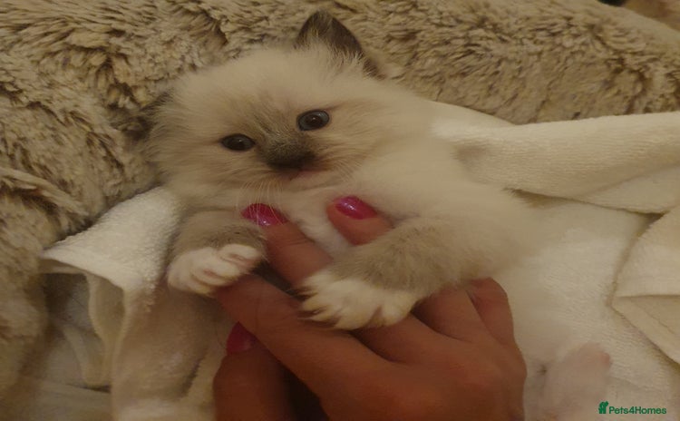 Ragdoll cats - Advert 2