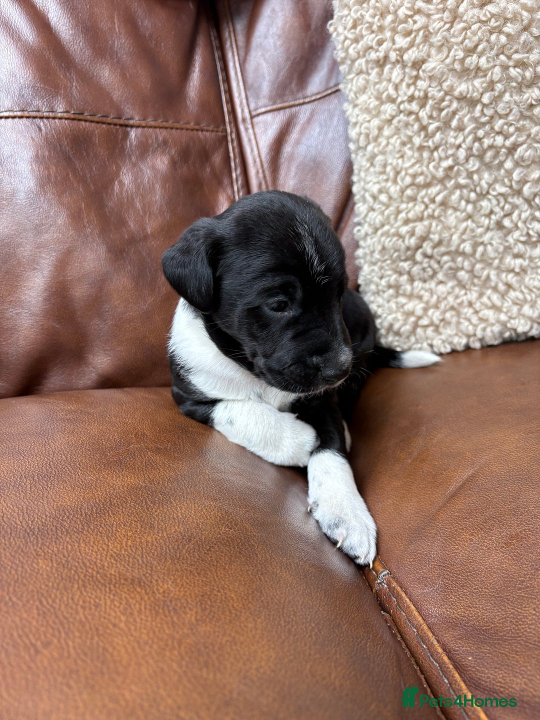 Mixed Breed dogs for sale: Beautiful mixed breed puppy - Image 5
