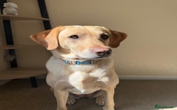Labrador Retriever dogs for sale: 🐾 Loving Labrador Needs a New Home 🐾 - Image 2