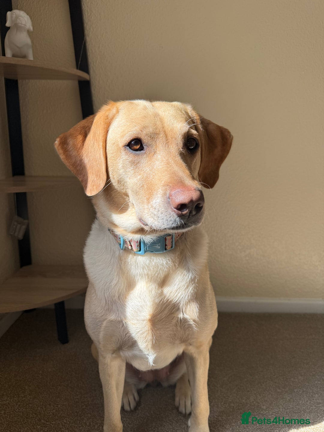 Labrador Retriever dogs for sale: 🐾 Loving Labrador Needs a New Home 🐾 - Image 2