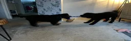Cocker Spaniel dogs for sale: Show bred cocker spaniel - FOREVER HOME ONLY!  in Leeds - Advert 27