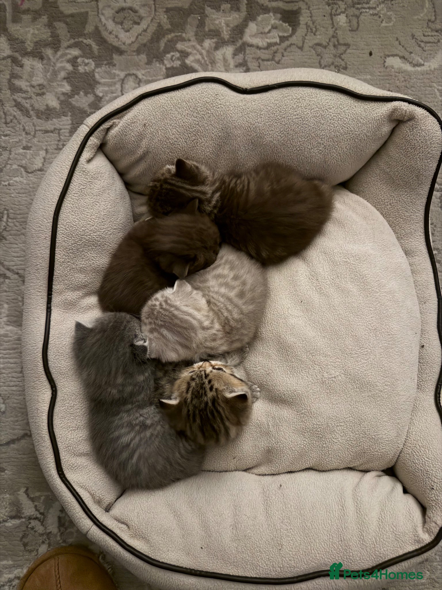 Scottish Fold cats for sale: Stunning British Shorthair/Scottish Fold Kittens🐾 - Advert 1