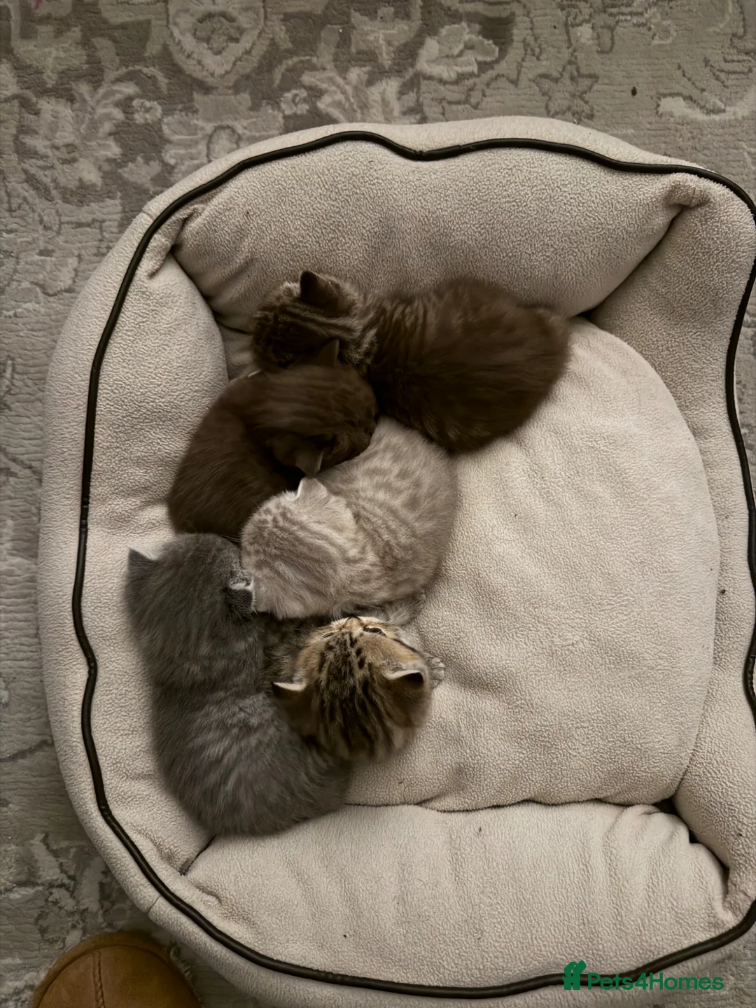 Scottish Fold cats for sale: Stunning British Shorthair/Scottish Fold Kittens🐾 in London - Advert 1