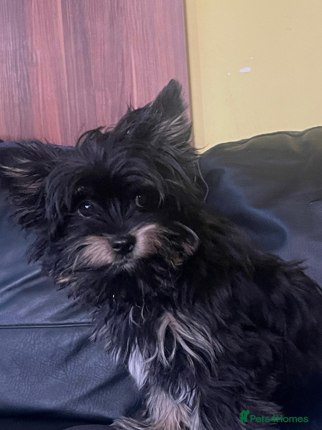 Biewer Terrier dogs for sale: 4 Black and tan Terrier pups, chipped & vaccinated - Image 1