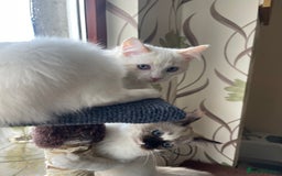 Ragdoll cats for sale: Ragdoll adults Purebred pedigree 5 generations  - Advert 39