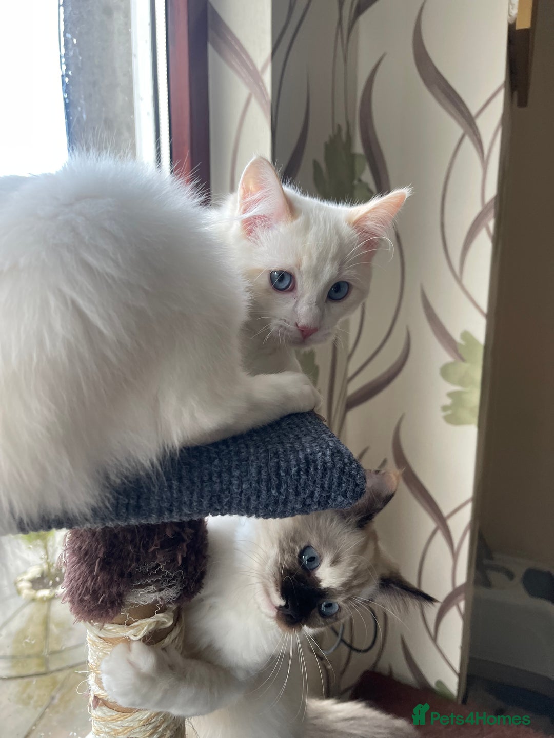 Ragdoll cats for sale: Ragdoll adults Purebred pedigree 5 generations  - Advert 39