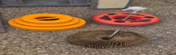 Mixed Breed cats for sale: Job lot of cat accessories  - Advert 7