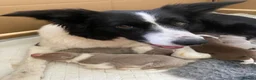 Border Collie dogs for sale: Stunning collie pups in Watlington - Advert 1