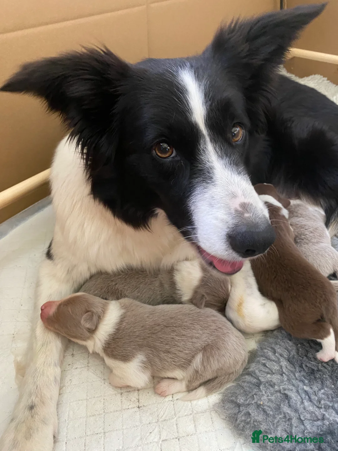 Border Collie dogs for sale: Stunning collie pups in Watlington - Advert 1