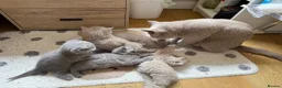 British Shorthair cats for sale: Adorable British Shorthair Kittens  in Coventry - Advert 8