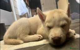 Siberian Husky dogs for sale: Beautiful Siberian Huskies- Last 4 Reduced!! - Image 8